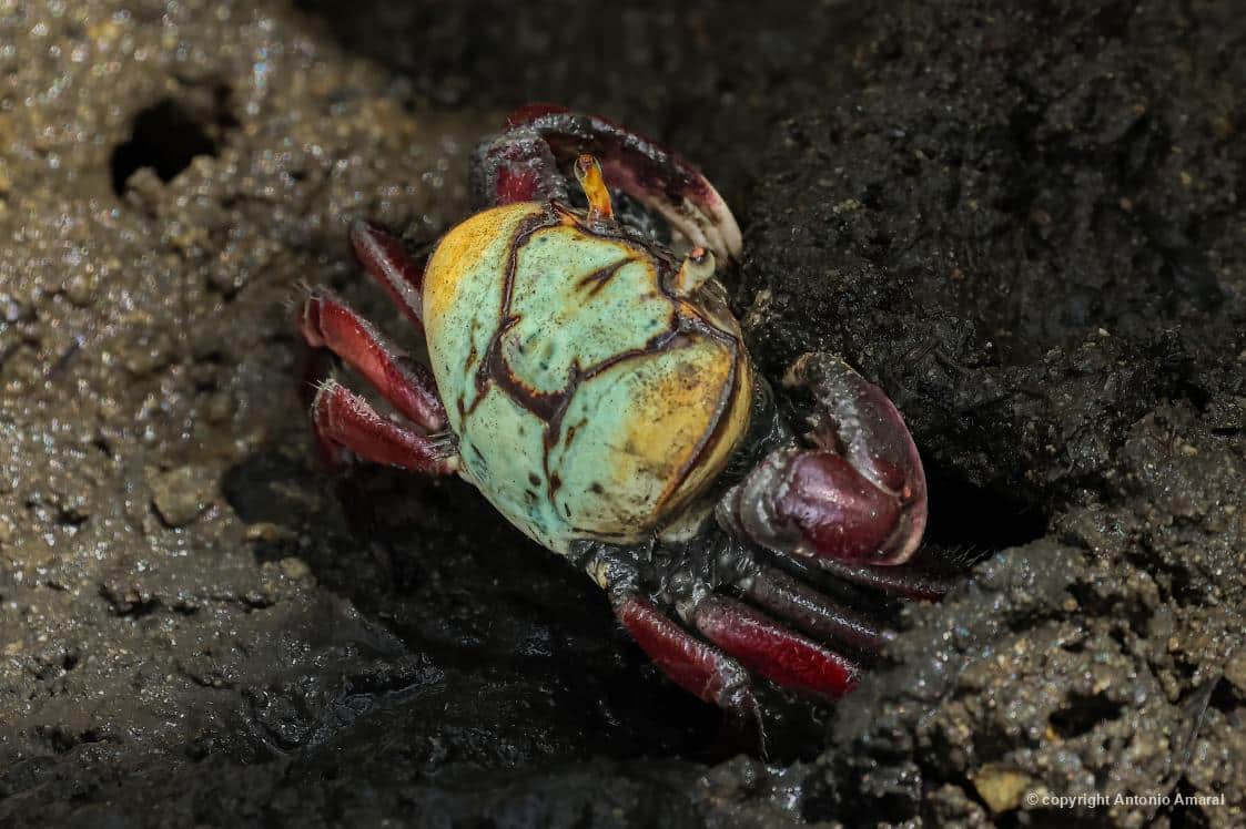 Uçá, fotografado em Cabo Frio. Foto: Antonio Amaral