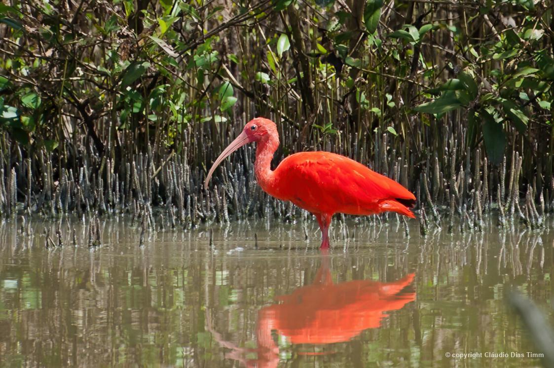 Guará fotografado por Cláudio Dias Timm, com pneumatóforos ao fundo