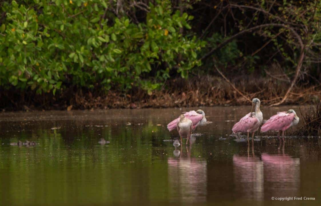 Fotografia de um grupo de colhereiros registrados em Soure/PA, por Fred Crema