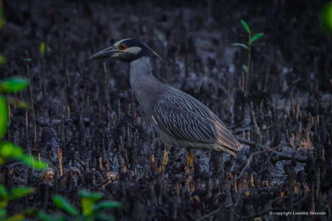 Savacu-de-coroa ou socó-do-mangue, fotografado por Leandro Rezende