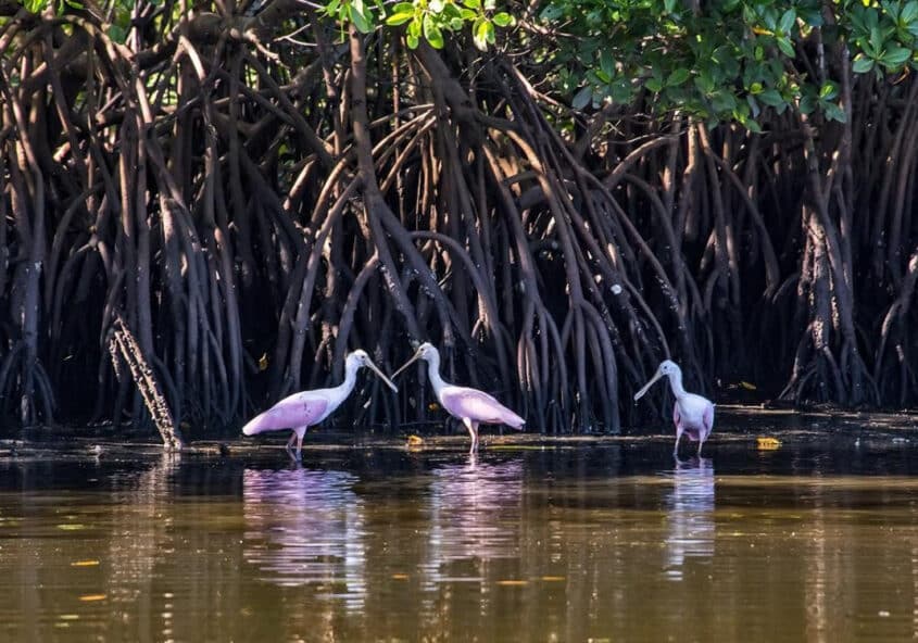 Grupo de colhereiros no manguezal, com as raízes do mangue ao fundo