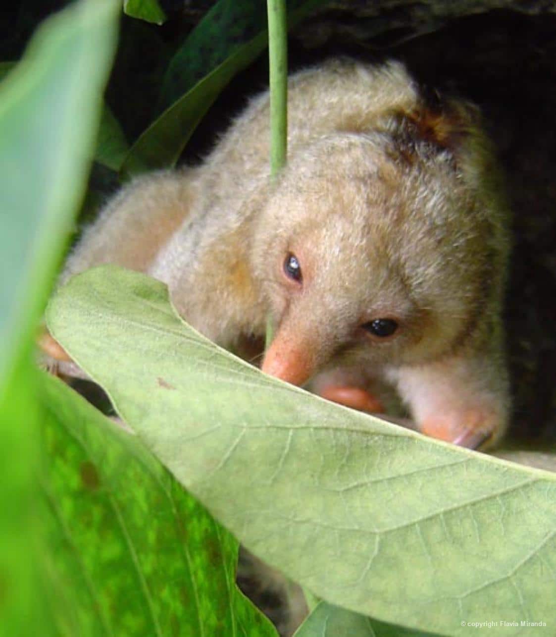 Tamanduaí, registrado em Recife, pela presidente do Instituto Tamanduá, Flávia Miranda.