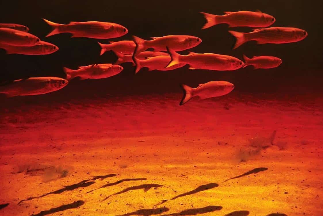 Cardume de tainhas, fotografado nas águas vermelhas de Guarapari/ES. Foto: Leonardo Merçon