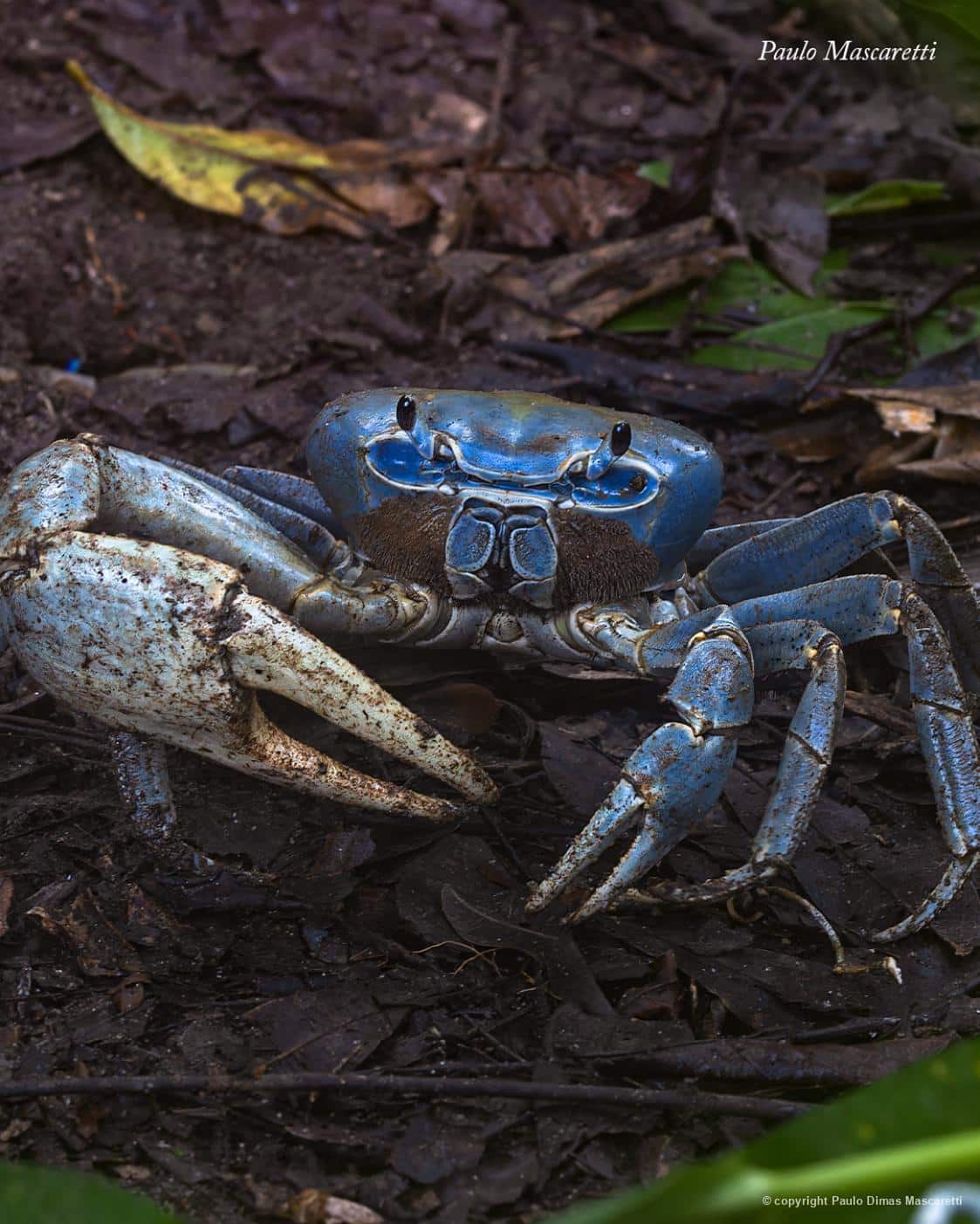 Guaiamum registrado no PARNA Serra do Divisor/AC. Foto: Paulo D. Mascaretti