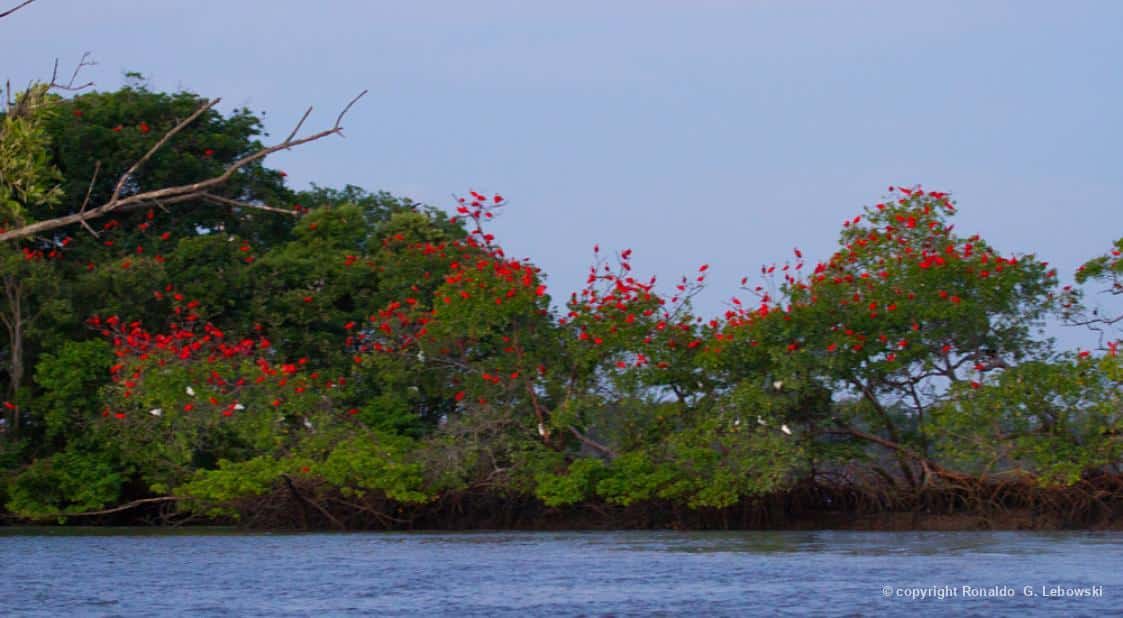 Grupo de guarás nas árvores do manguezal, em Araioses/MA. Foto: Ronaldo Lebowski