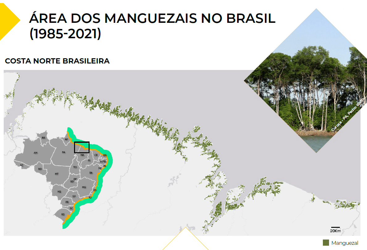 Mapa infográfico desenvolvido pelo MapBiomas, destacando as localidades que os manguezais estão presentes.