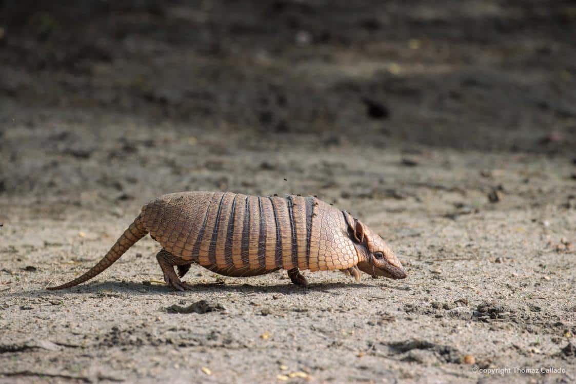 Tatu-peba (Euphractus sexcinctus) em Caiçara do Rio do Vento/RN, por Thomaz Callado