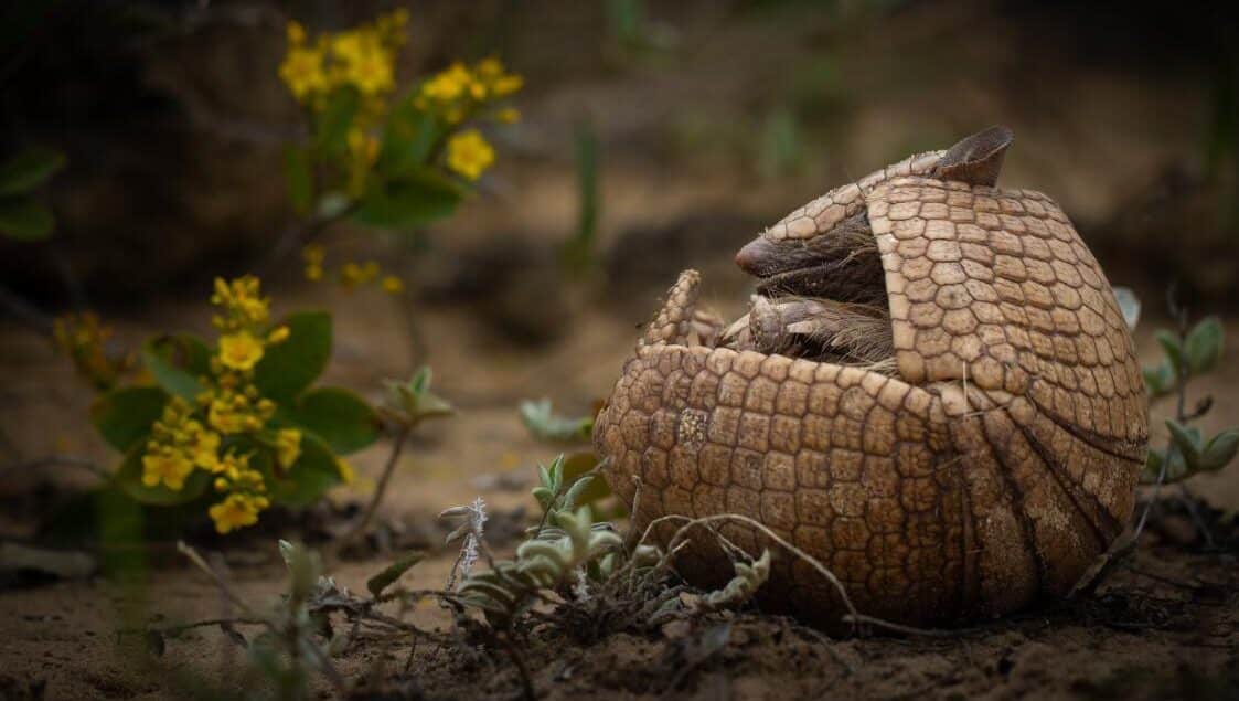 Tatu-bola (Tolypeutes tricinctus) registrado por Felipe Peters na APA do Boqueirão da Onça