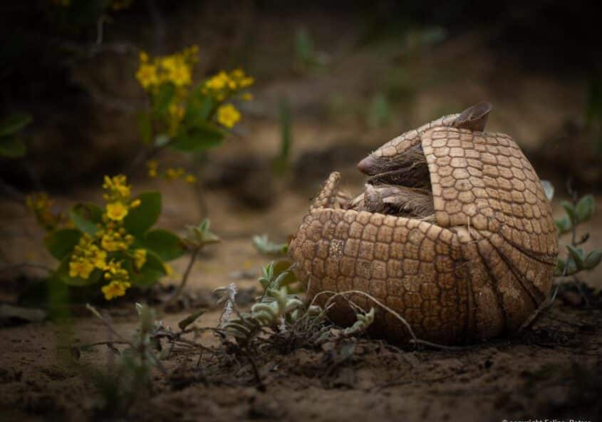 Tatu-bola (Tolypeutes tricinctus) registrado por Felipe Peters na APA do Boqueirão da Onça