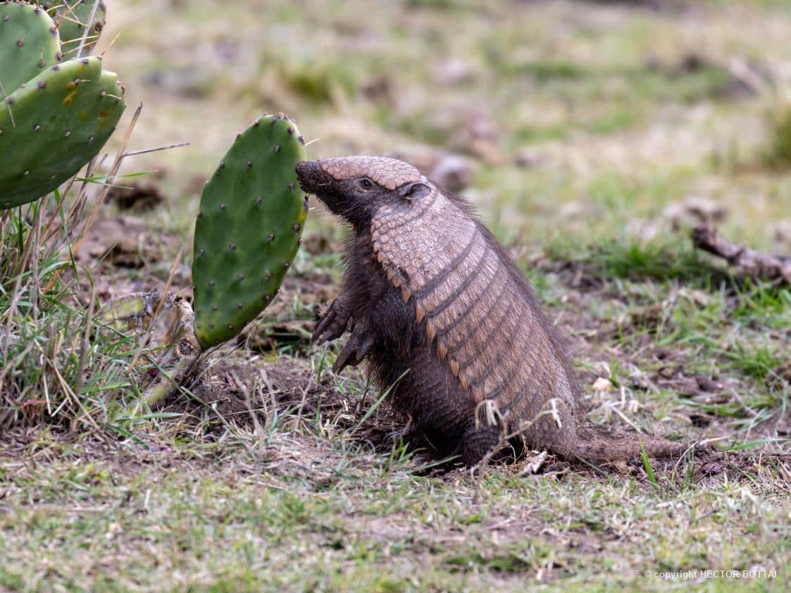 Tatu-peludo (Chaetophractus villosus), espécie dos campos argentinos e chilenos, fotografado por Hector Bottai, em Buenos Aires