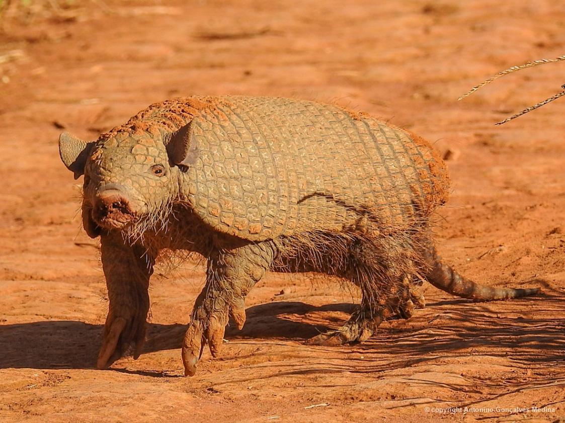 Tatu-de-rabo-mole-pequeno (Cabassous unicinctus), registrado em Chapadão do Céu/GO, por Antonino Gonçalves Medina