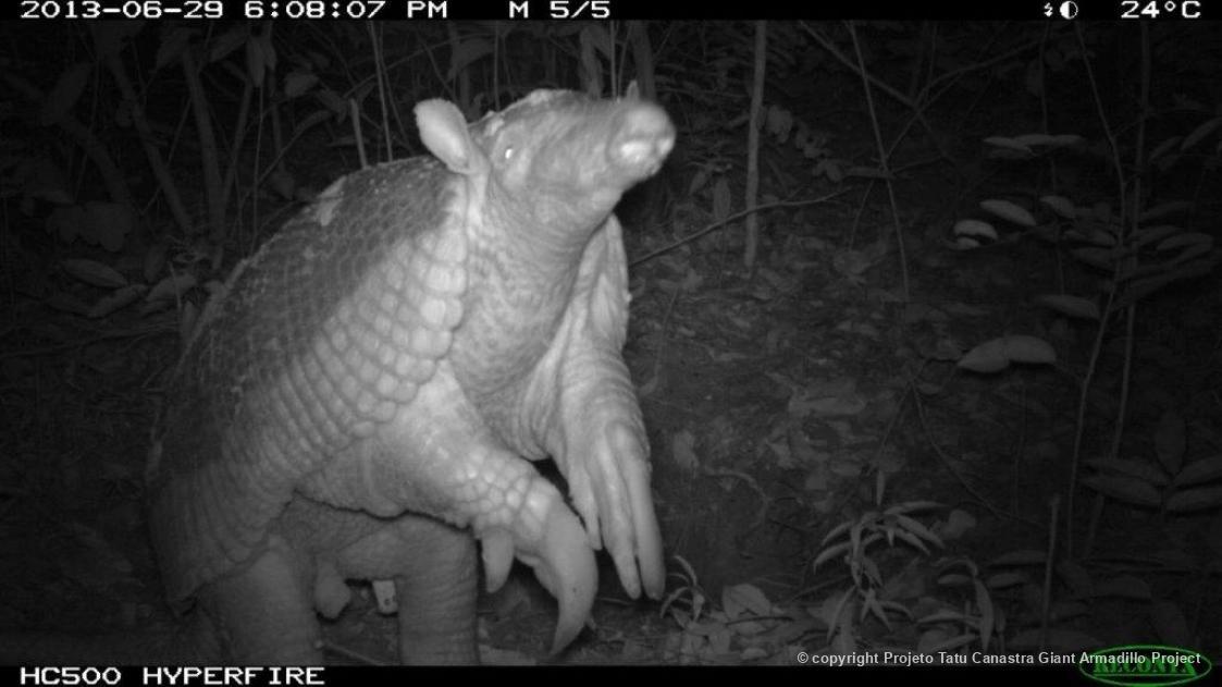 Tatu-canastra registrado durante monitoramento por armadilha fotográfica, realizada pelo Projeto Tatu Canastra