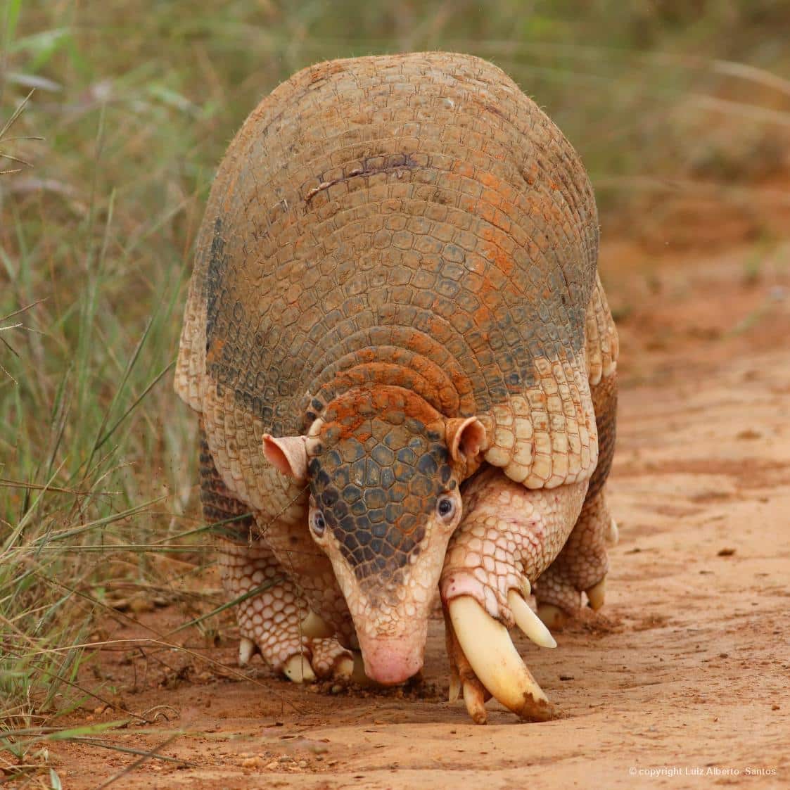 Tatu-canastra (Priodontes maximus), registrado em plena luz do dia, na Serra da Canastra, no município de Sacramento/MG, por Luiz Alberto Santos