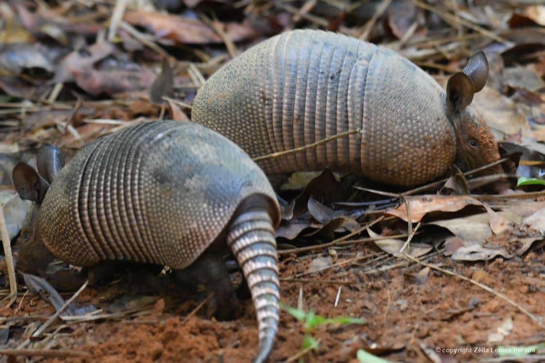 Dois tatus-galinha (Dasypus novemcinctus), evidenciando suas 9 bandas e orelhas levantadas, fotografados por Zêila Lemos Pereira em Abadiânia/GO