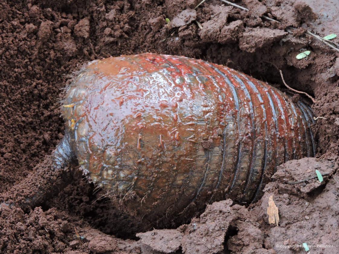 Tatu-de-rabo-mole-pequeno cavando o solo, registro feito em Campo Grande/MS por Roberto Pellizzer