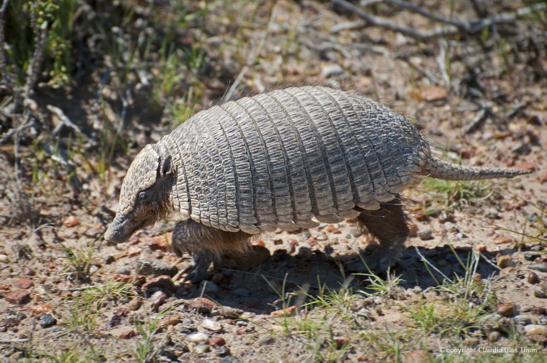 Tatu-anão ou piche (Zaedyus pichiy), registrado por Cláudio Dias Timm, em Punta Ninfas, na Argentina.