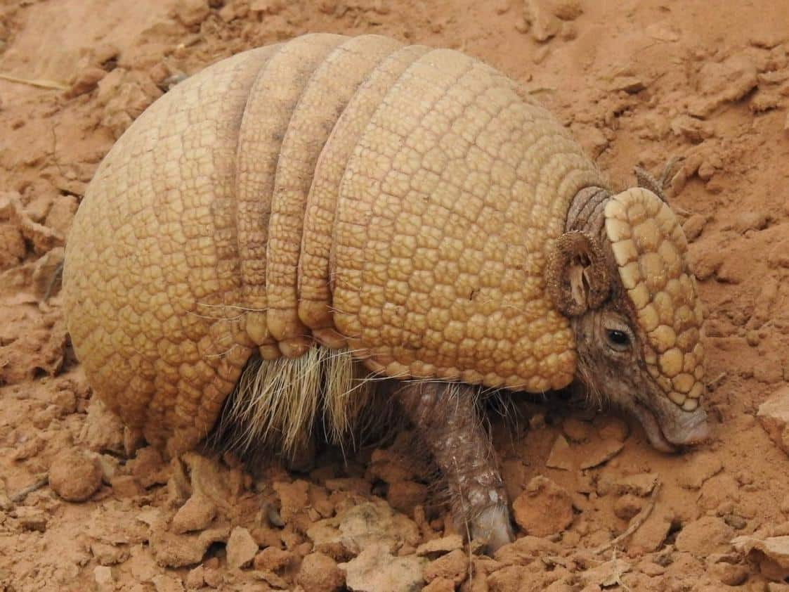 Tatu-bola (Tolypeutes matacus), fotografado por Edgar Romero, em Timane, no Paraguai