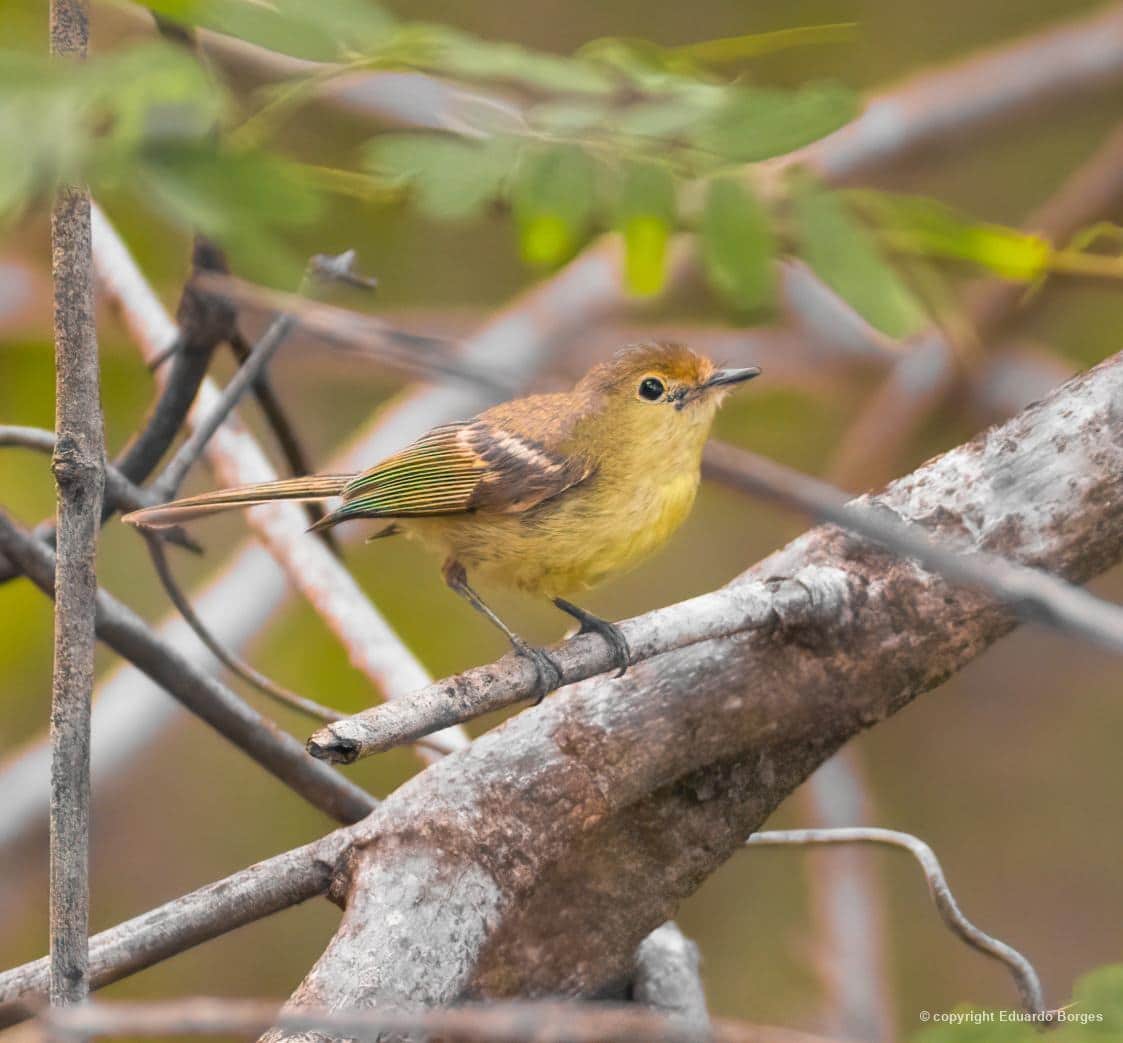 Cara-dourada (Phylloscartes roquettei) fotografado por Eduardo Borges