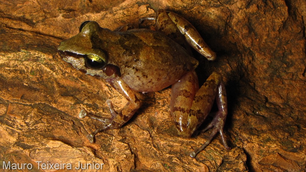 Rã-das-cavernas-mineira (Oreobates remotus) registrado por Maurício Teixeira Junior