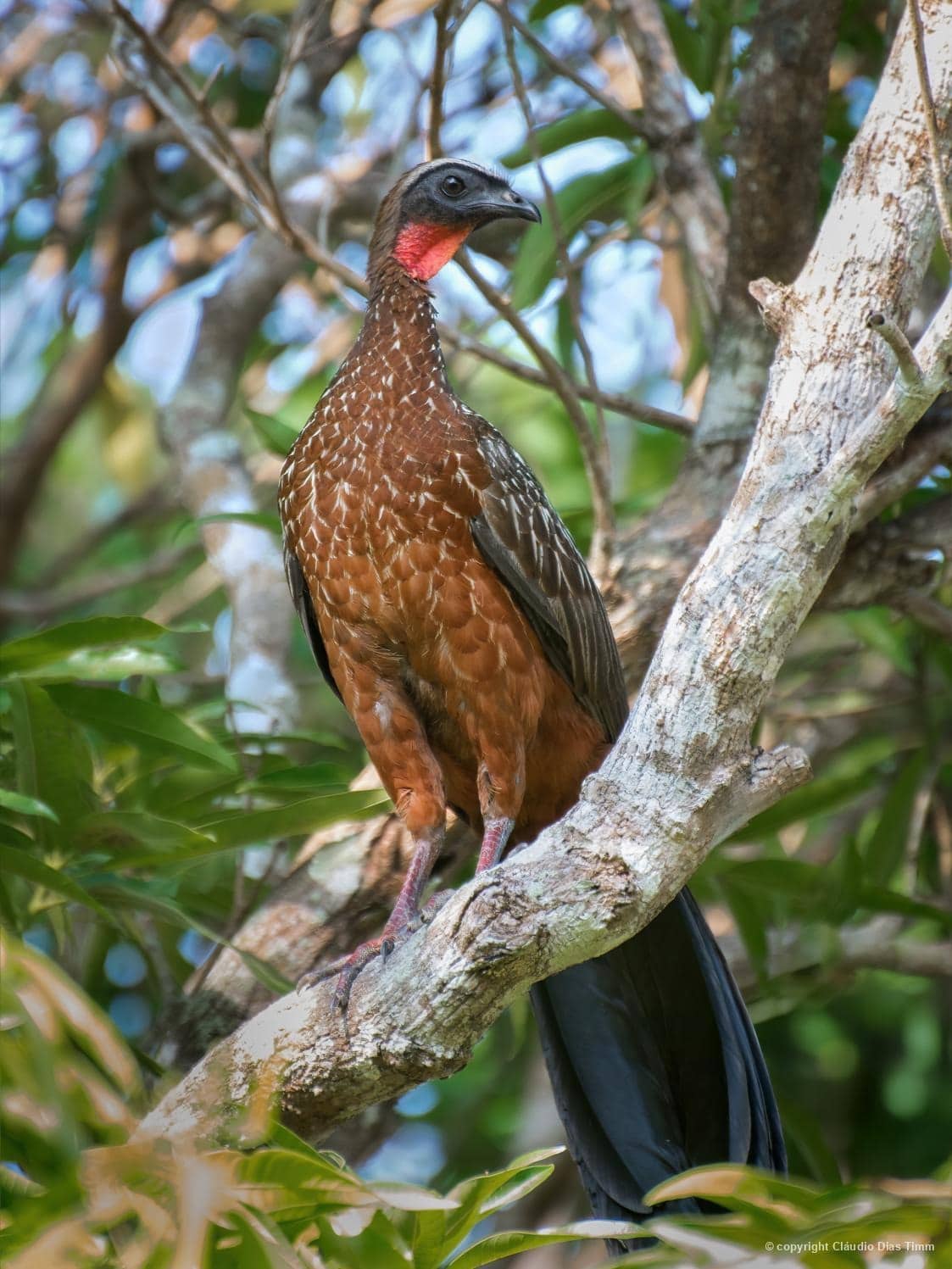 Jacu-de-barriga-castanha (Penelope ochrogaster) destaca o motivo de seu nome, fotografado por Cláudio Dias Timm