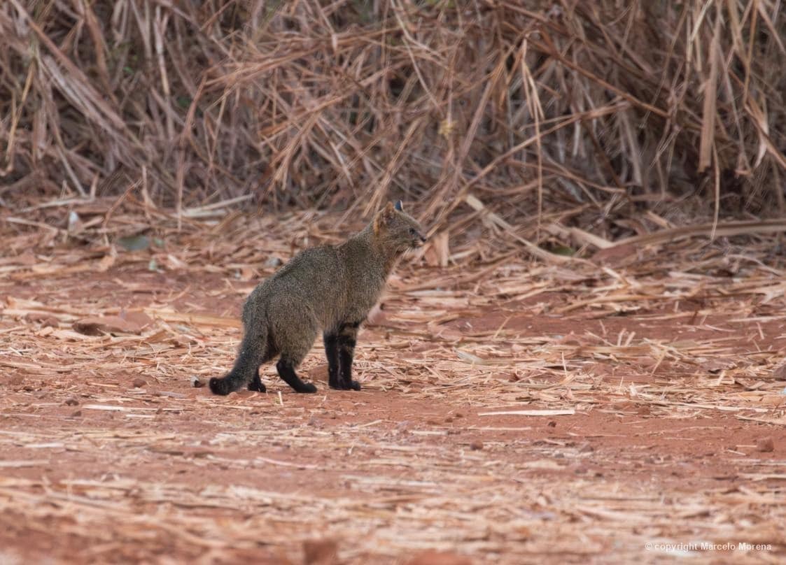 Gato-palheiro (Leopardus braccatus), felino ameaçado de extinção, registrado por Marcelo Morena