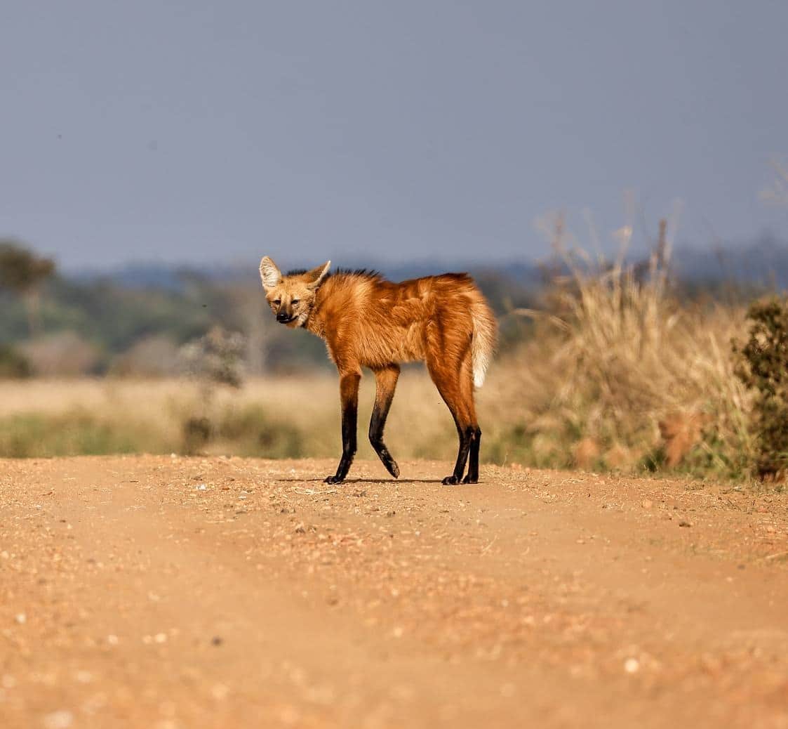 Lobo-guará (Chrysocyon brachyurus) registrado atravessando uma estrada, por Luiz Carlos Bordin