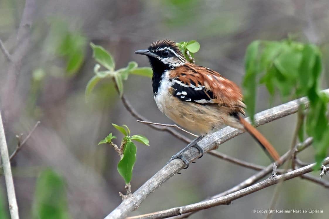 Ave de nome onomatopeico, tem-farinha-aí (Myrmorchilus strigilatus), fotografada por Rudimar Narciso Cipriani