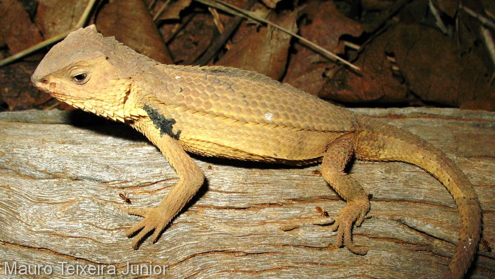 Pequeno-dragão (Stenocercus quinarius) réptil ameaçado do Cerrado. Foto: Maurício Teixeira Junior