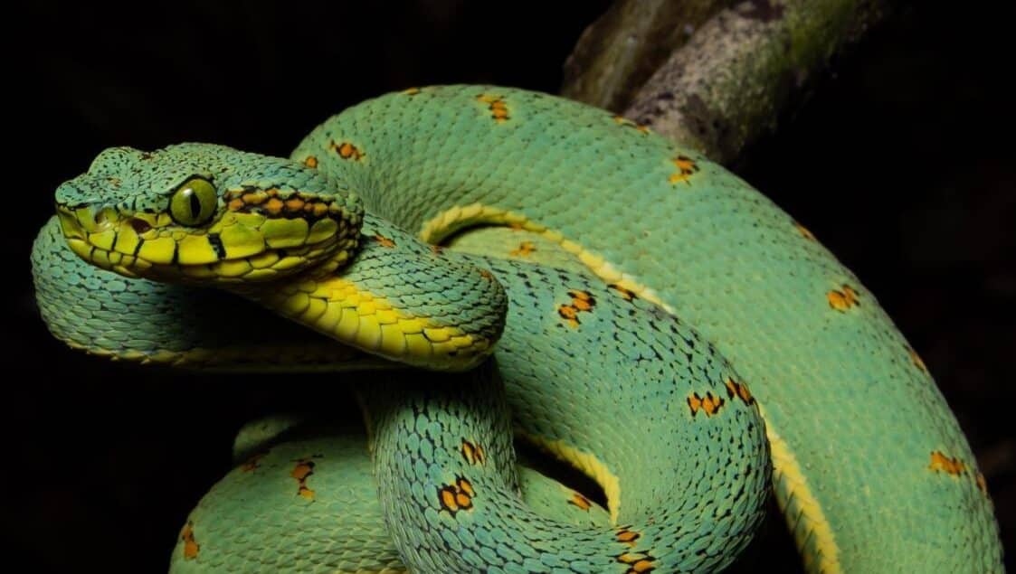 Jararaca-verde (Bothrops bilineatus) fotografada no Espírito Santos, pelo biofacer Lucas Aosf