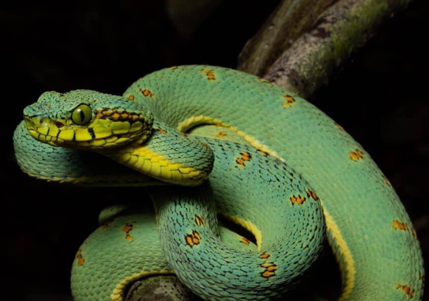 Jararaca-verde (Bothrops bilineatus) fotografada no Espírito Santos, pelo biofacer Lucas Aosf