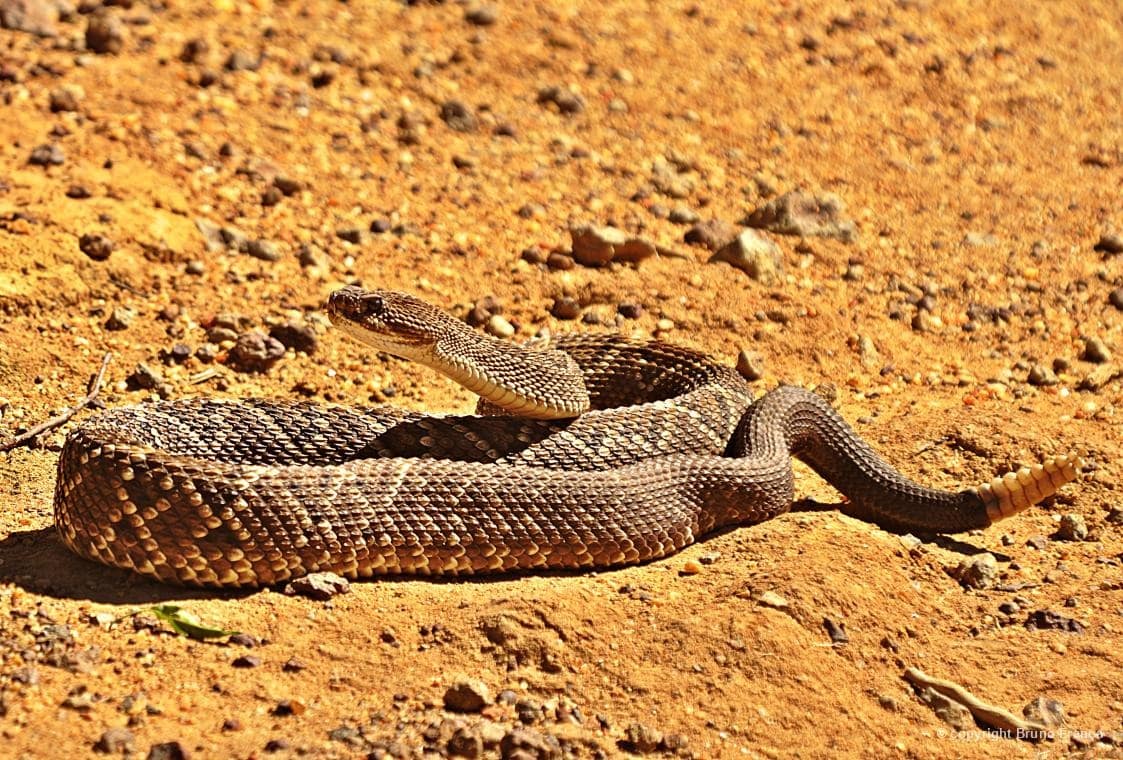 Cascavel (Crotalus durissus), fotografada em Picuí/PB, por Bruno França