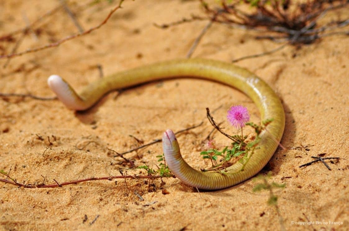 Cobra-de-duas-cabeças (Amphisbaena alba), lindamente registrada no Parque das Dunas, em Natal/RN - por Bruno França