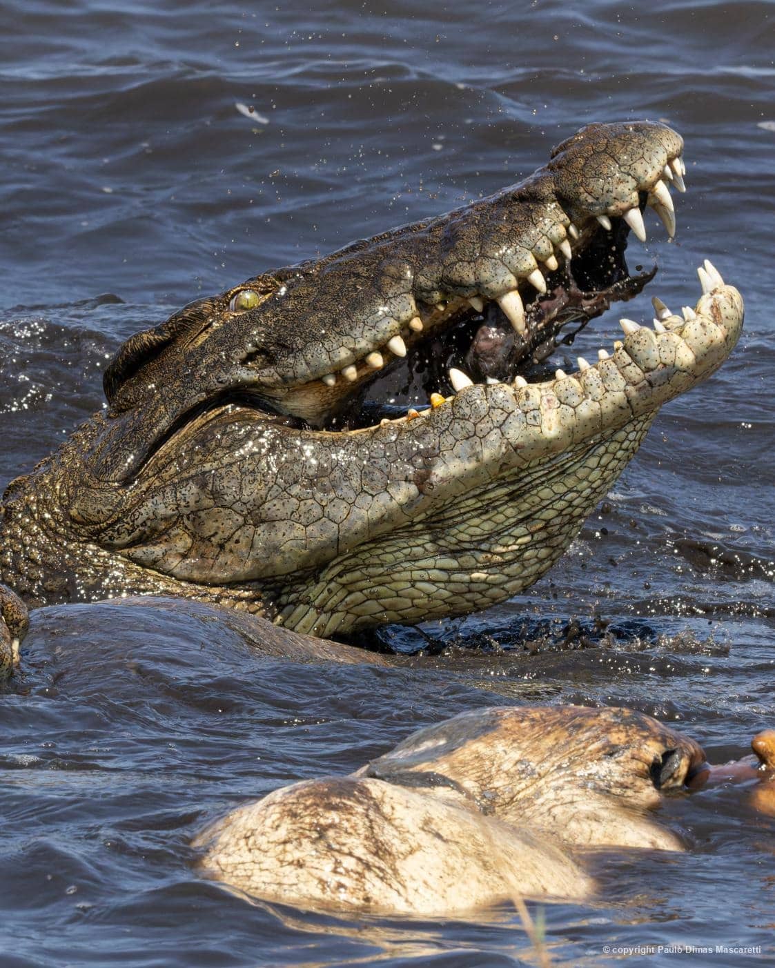 Crocodilo-do-nilo (Crocodylus niloticus), a 2ª maior espécie de crocodiliano e de importância histórica no Antigo Egito. Por: Paulo Dimas Mascaretti