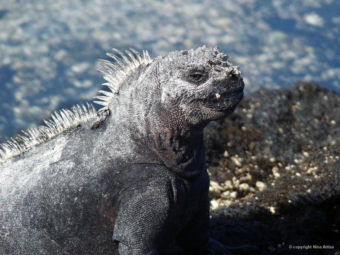 Iguana-marinha (Amblyrhynchus cristatus) registrado nas pedras costeiras das Ilhas Galápagos, por Nina Attias