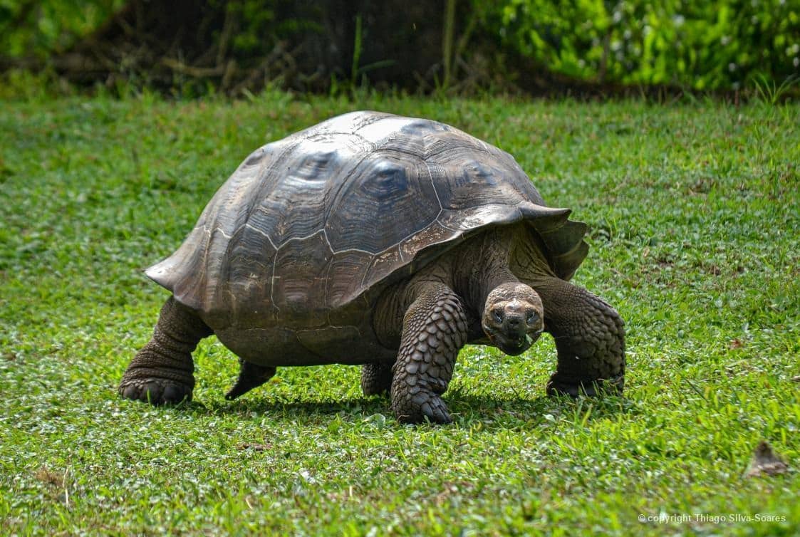 Jabuti-gigante-de-santa-cruz (Chelonoidis porteri), um dos maiores quelônios do mundo, registrado na Ilha de Santa Cruz, em Galápagos/Equador, por Thiago Silva-Soares