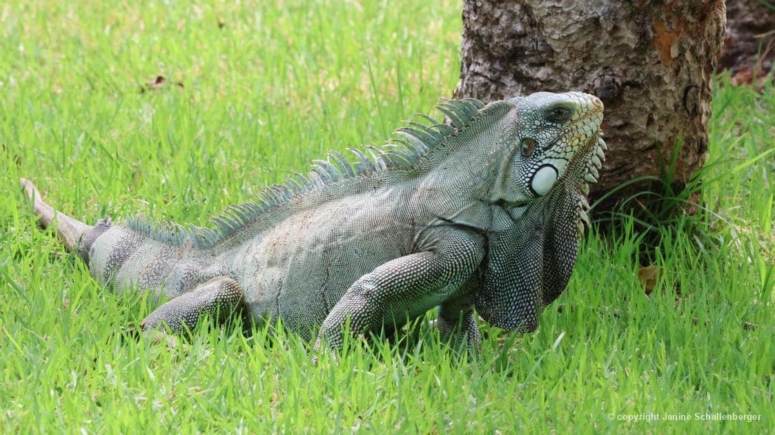 Iguana (Iguana iguana), espécie estritamente herbívora, registrada na Lagoa da Confusão/TO, por Janine Schallenberger