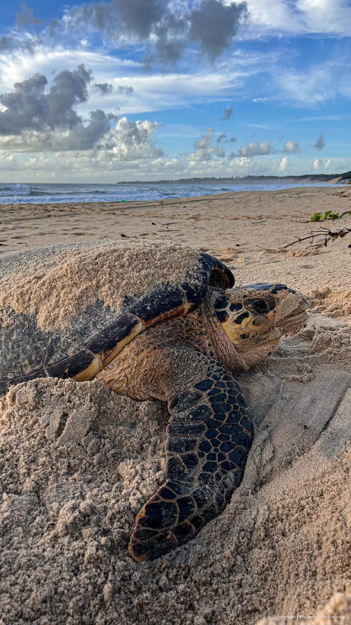 Tartaruga-de-pente (Eretmochelys imbricata), espécie Criticamente em Perigo (CR), em processo de desova, registrada por Giovanna Leite Batistão
