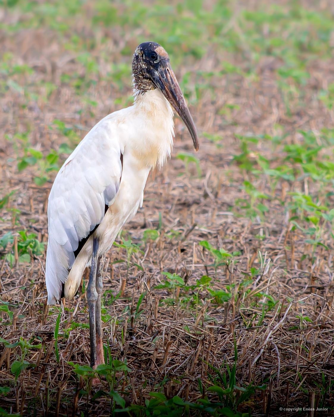 Cabeça-seca (Mycteria americana), exibindo suas longas pernas e cabeça nua, fotografado por Enéas Junior