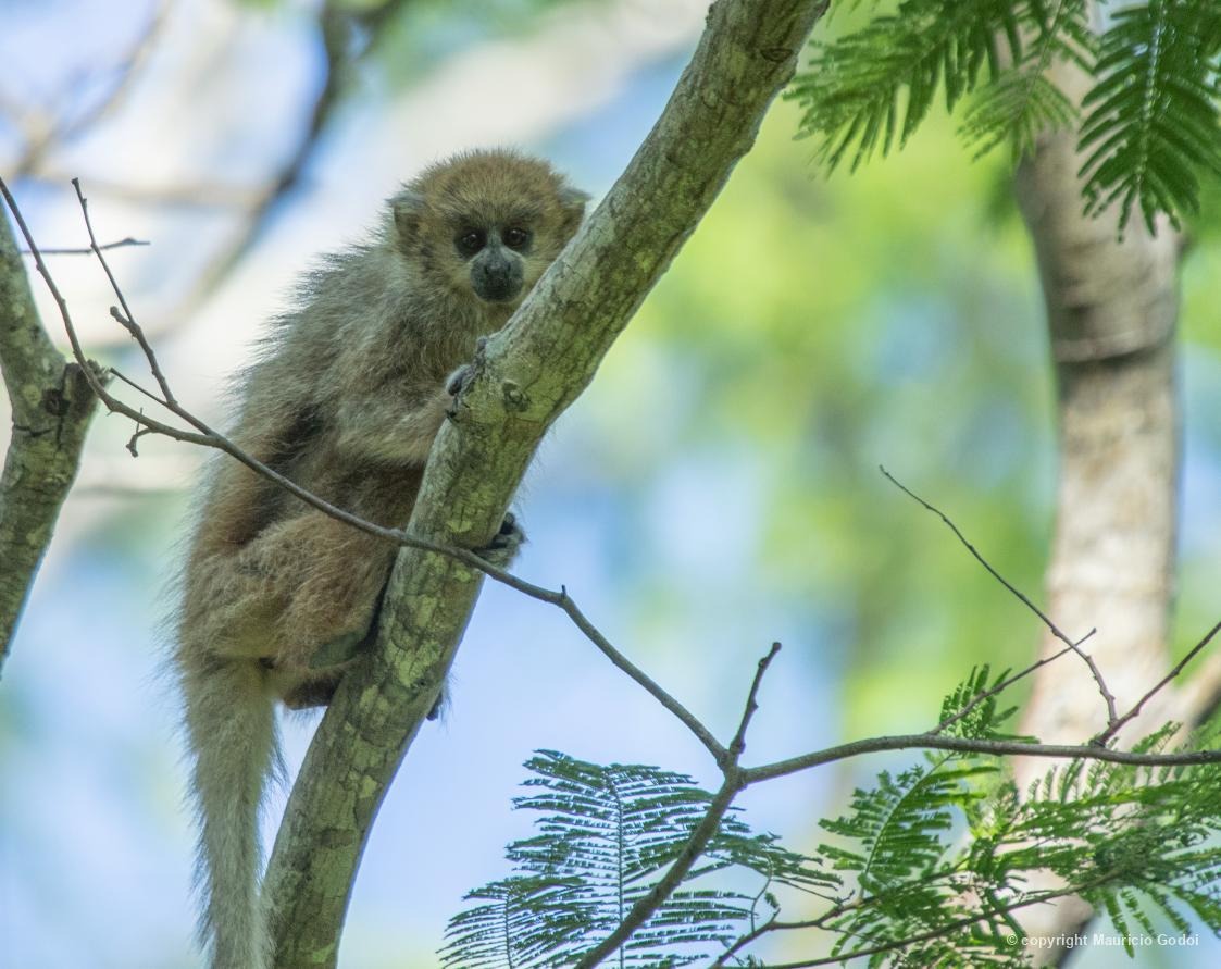Sauá / titi-do-Chaco (Plecturocebus pallescens) registrado em Corumbá/MS, por Maurício Godoi