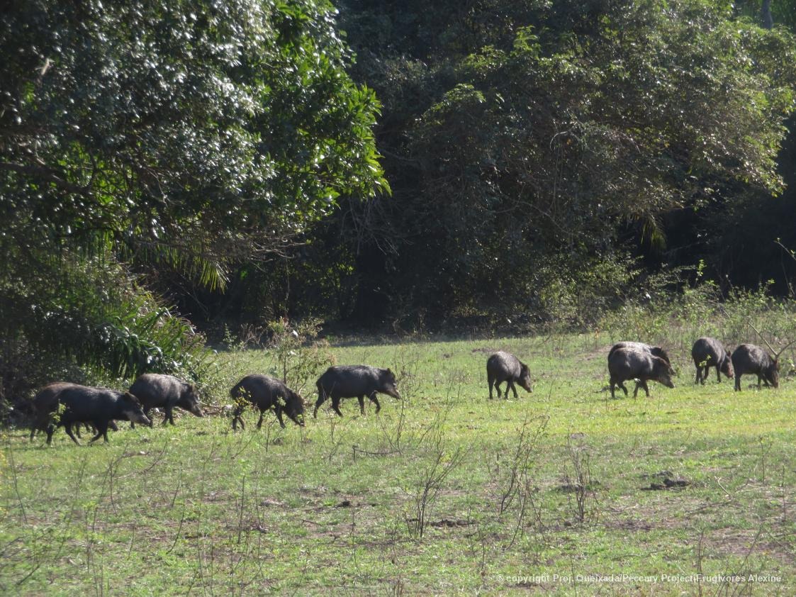 Um grupo de queixadas (Tayassu pecari) explorando o Pantanal Sul, registrados pelo Projeto Queixada/Pecarídeos