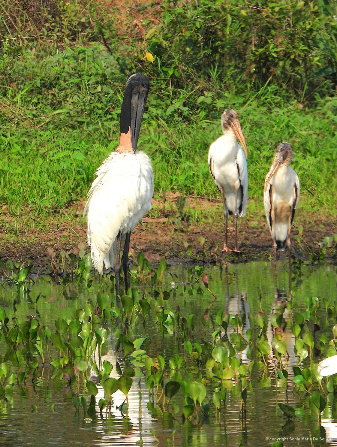 Tuiuiu (Jabiru mycteria) e dois cabeças-seca (Mycteria americana) compartilham o mesmo lago em Miranda/MS, por Sonia Maria De Souza