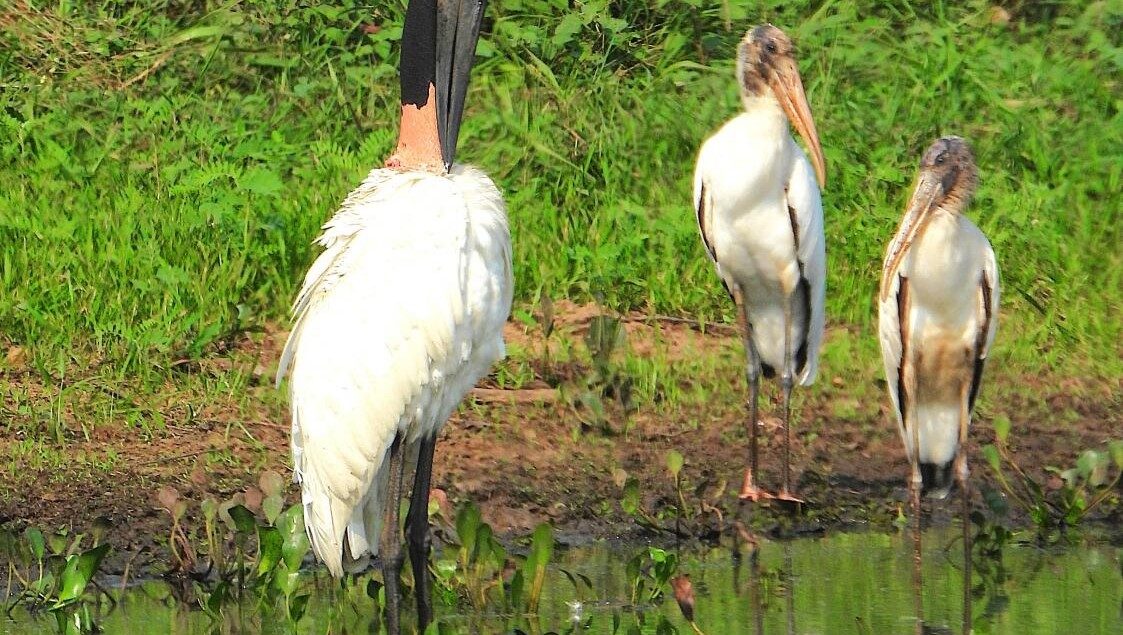 Tuiuiu (Jabiru mycteria) e dois cabeças-seca (Mycteria americana) compartilham o mesmo lago em Miranda/MS, por Sonia Maria De Souza