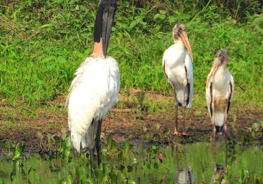 Tuiuiu (Jabiru mycteria) e dois cabeças-seca (Mycteria americana) compartilham o mesmo lago em Miranda/MS, por Sonia Maria De Souza