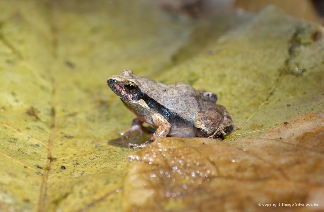 Rã-chorona/Fórmula-1 (Physalaemus albonotatus), registrada em Poconé/MT, por Thiago Silva-Soares