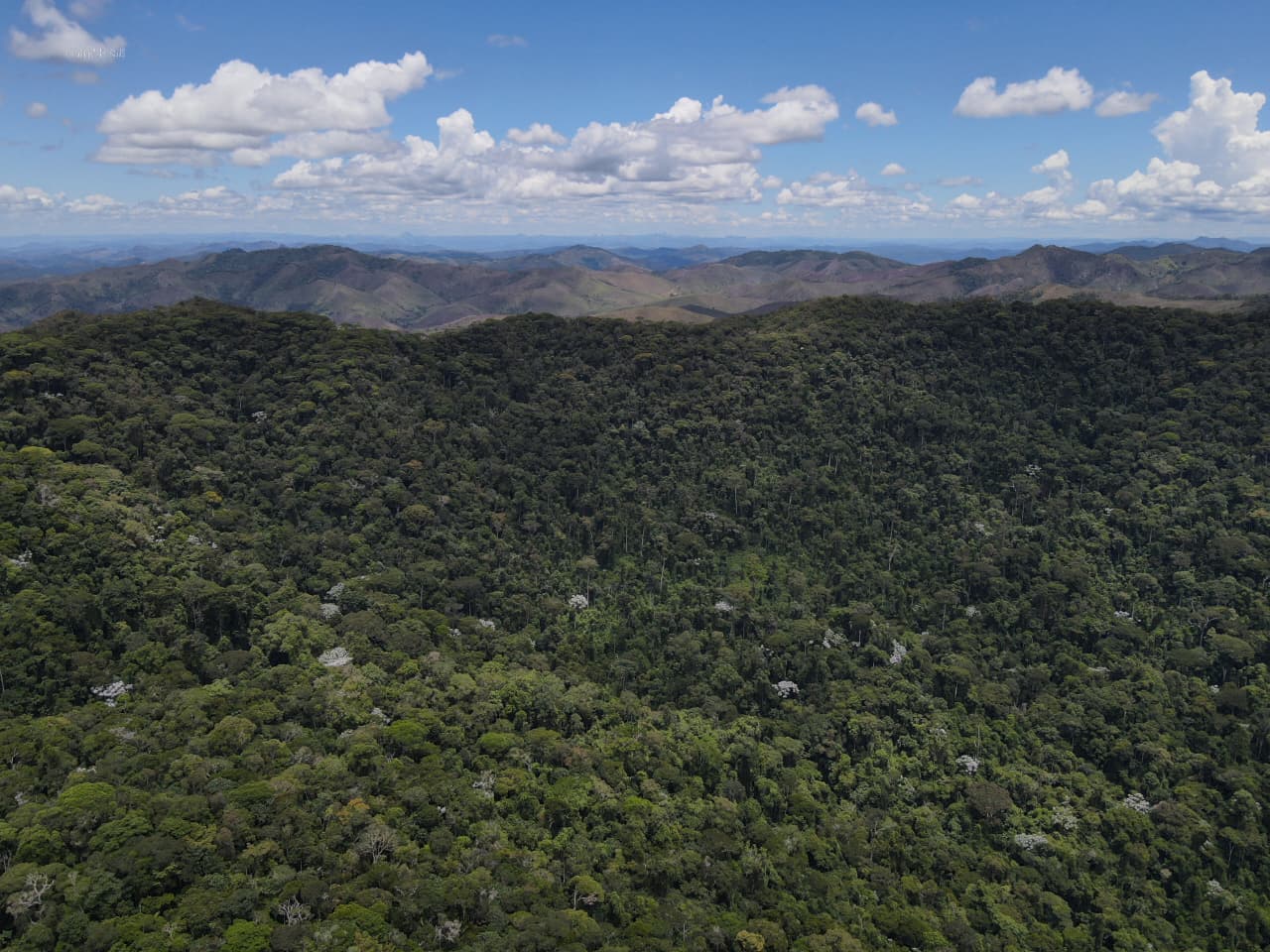 Vista aérea da floresta da RPPN Mata do Passarinho, importante destino para passarinhar e observar aves na Mata Atlântica.