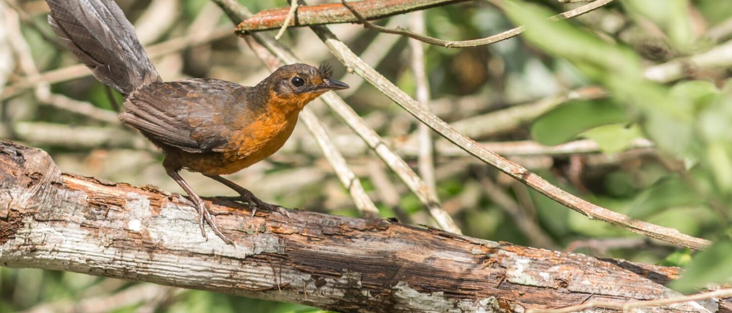 Entufado-baiano (Merulaxis stresemanni) fotografado na RPPN Mata do Passarinho, destino de observadores de aves e referência para passarinhar na Mata Atlântica.