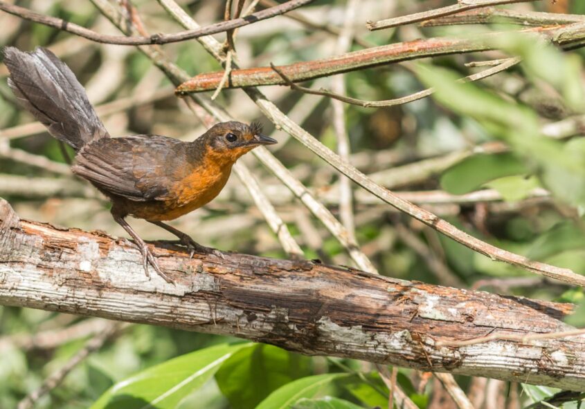 Entufado-baiano (Merulaxis stresemanni) fotografado na RPPN Mata do Passarinho, destino de observadores de aves e referência para passarinhar na Mata Atlântica.