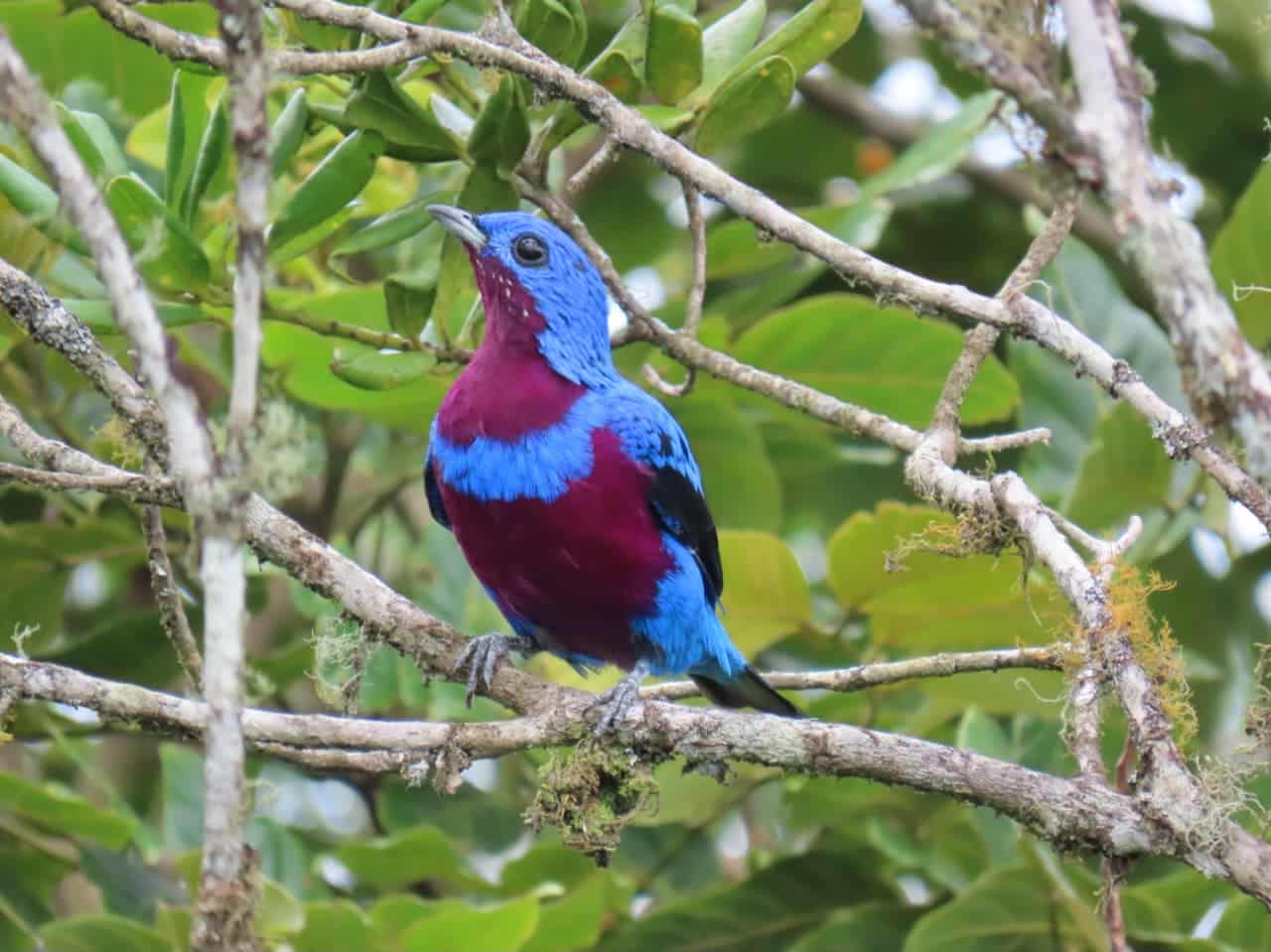 Crejoá (Cotinga maculata) fotografado na RPPN Mata do Passarinho, importante destino para passarinhar e observar aves ameaçadas da Mata Atlântica.
