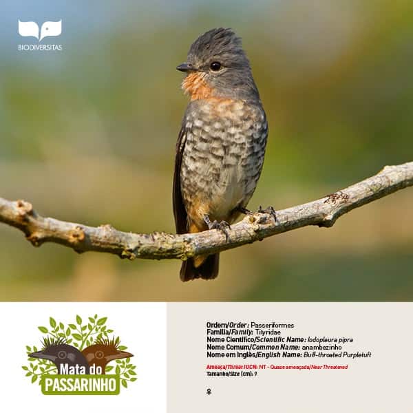 Anambézinho (Iodopleura pipra) fotografado na RPPN Mata do Passarinho, importante destino para passarinhar e observar aves da Mata Atlântica.