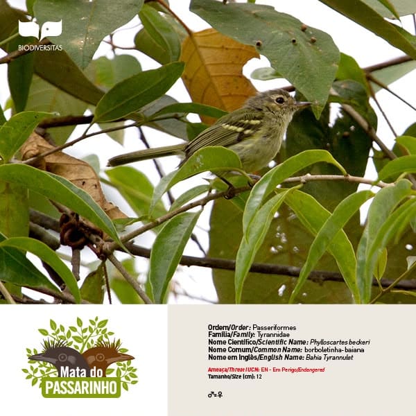 Borboletinha-baiana (Phylloscartes beckeri) fotografada na RPPN Mata do Passarinho, referência para passarinhar e observar aves ameaçadas da Mata Atlântica.